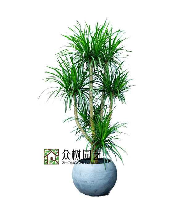 多頭龍血樹(shù)