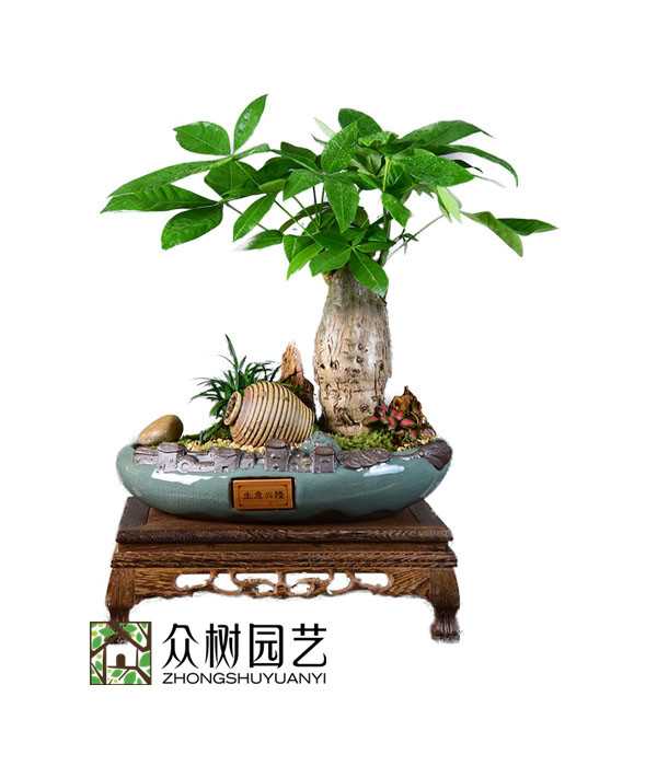 發(fā)財(cái)樹(shù)盆景