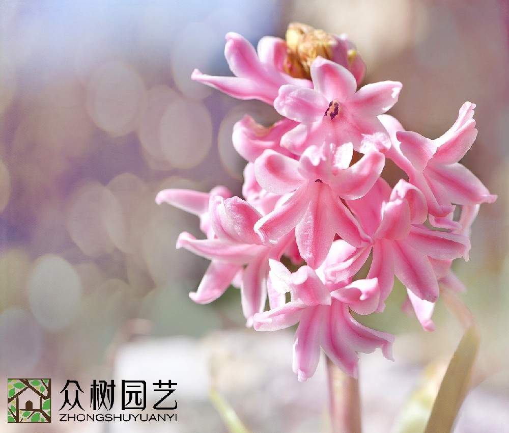 蘇州綠植花卉租擺：從環(huán)保美學(xué)角度看空間革新的魅力